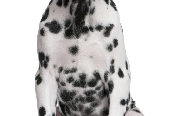 Далматин сидит на полу