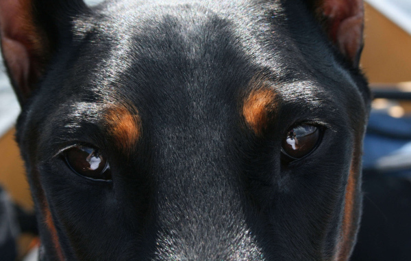 Глубокие глаза добермана