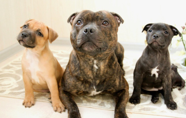 Различные виды стаффордширских бультерьеров