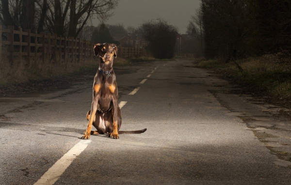 Доберман на улице в ночное время