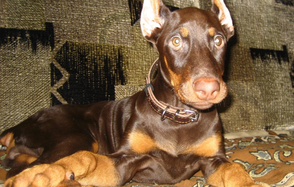 Доберман лежит на диване