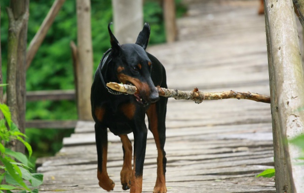 Доберман играет с палкой