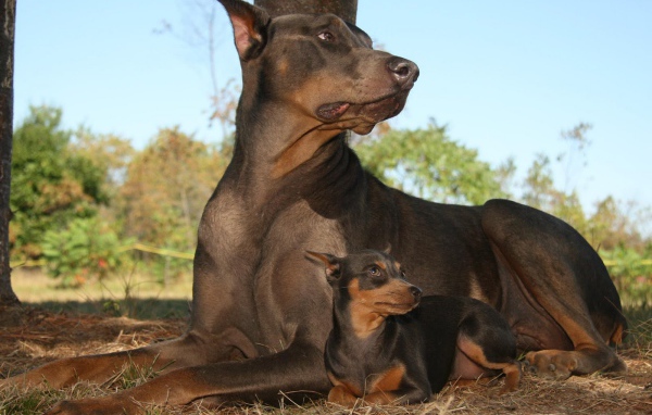 Доберманы лежал в лесу