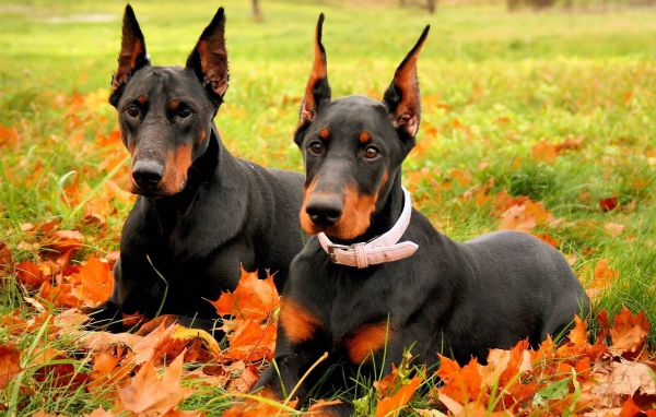 Доберманы лежал на листьях