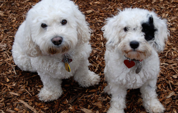 Собаки породы бишон-фриз смотрят на фотографа
