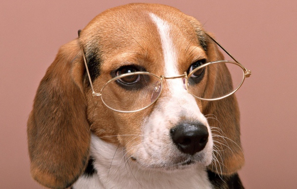 Собачий профессор