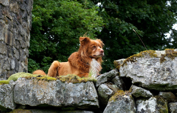 Собака Ретривер на природе