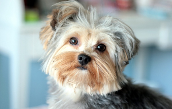 Собака Йоркширский терьер