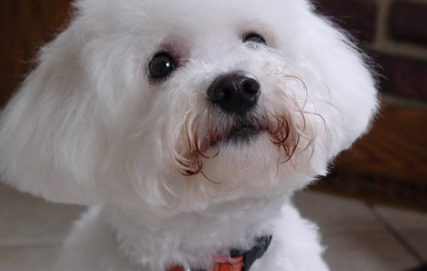 Собака породы бишон-фриз смотрит на хозяина