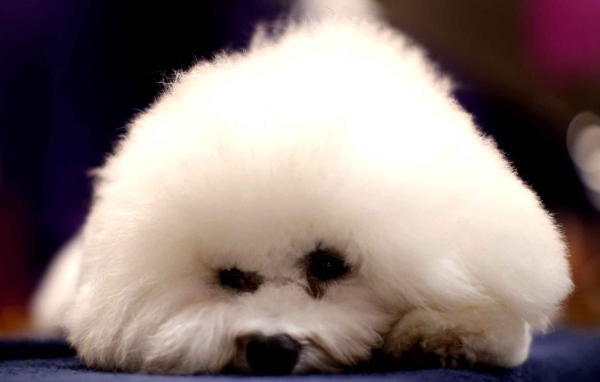 Собака породы бишон-фриз уткнулась носом