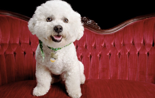 Собака породы бишон-фриз на красном диване