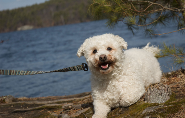 Собака породы бишон-фриз на прогулке