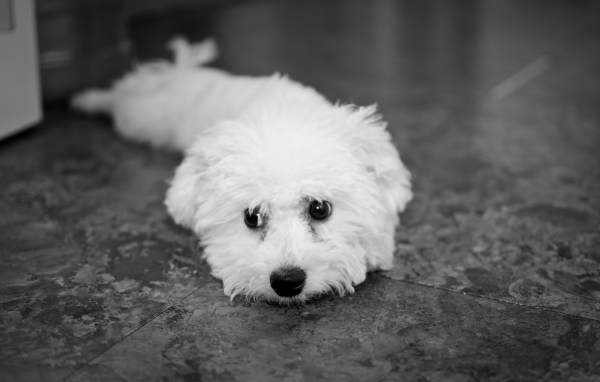 Собака породы бишон-фриз дома на полу