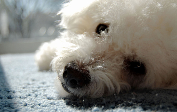 Собака породы бишон-фриз отдыхает на ковре
