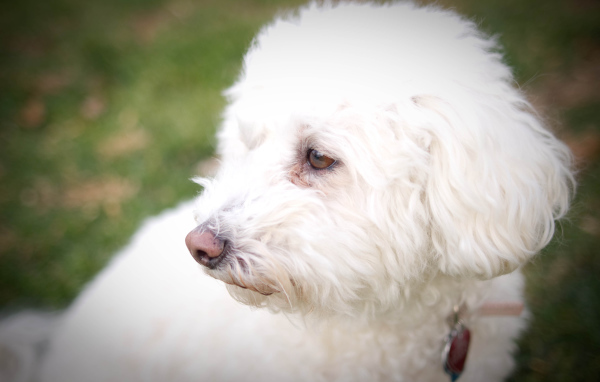 Собака породы бишон-фриз кого-то видела