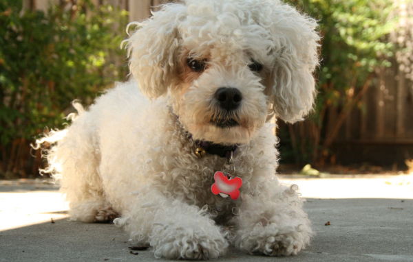 Собака породы бишон-фриз с кулоном