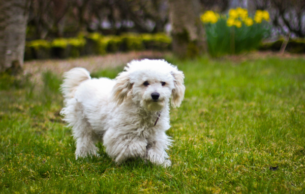 Собака породы бишон-фриз бежит по лужайке