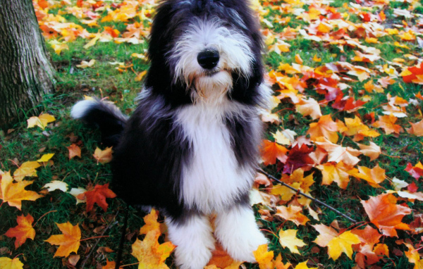 Собака породы бобтейл на осенних листьях