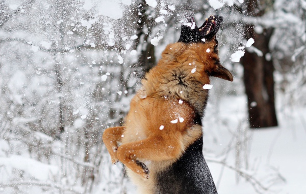 Собака ловит снег