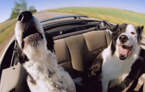 Собаки в автомобиле