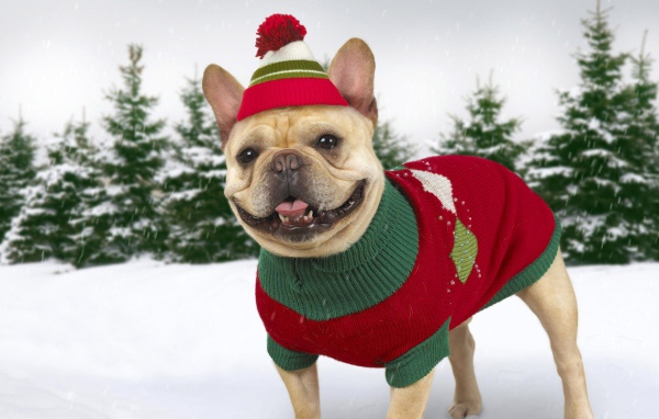 Собака в зимней одежде