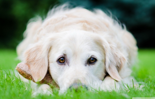 Собака на траве