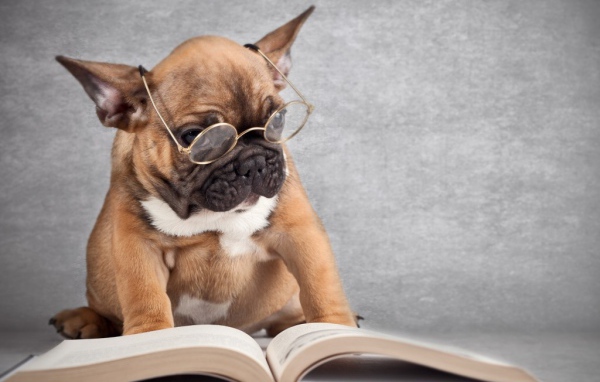 Собака читает книгу