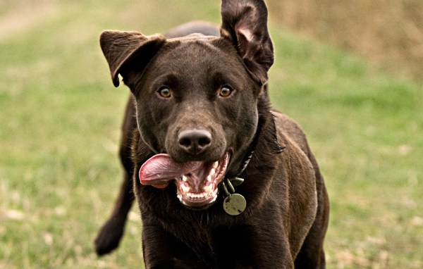 Собака бежит высунув язык