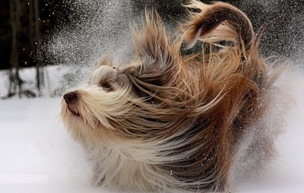 Собака бежит по снегу