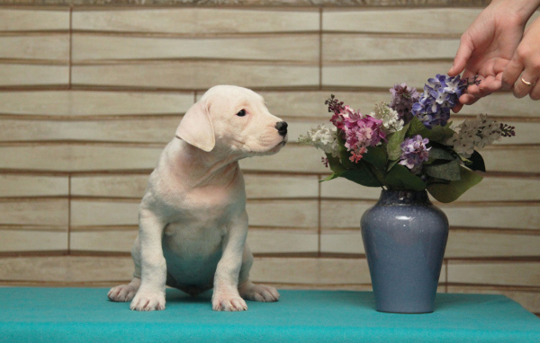 Dogo Argentino Puppy and flowers