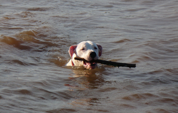 Аргентинский дог несёт палку