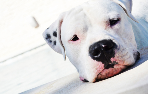 Аргентинский дог крупным планом