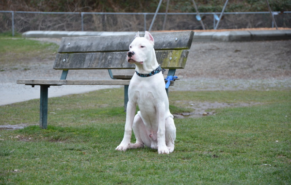 Аргентинский дог охраняет лавку