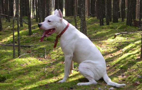 Аргентинский дог сидит в лесу