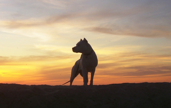 Аргентинский дог на фоне заката