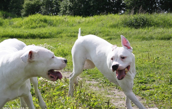 Аргентинские доги играют