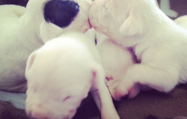 Щенки аргентинского дога