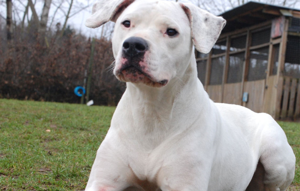 Аргентинский дог что-то увидел