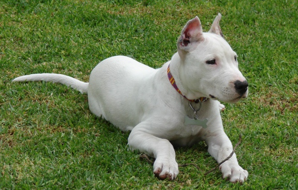 Аргентинский дог кого-то увидел