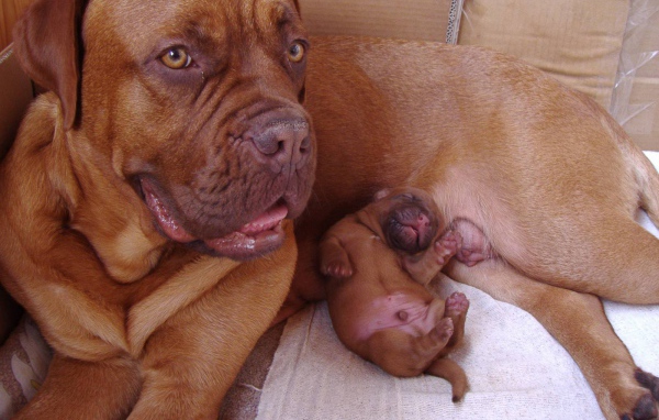 Бордоский дог и его щенок