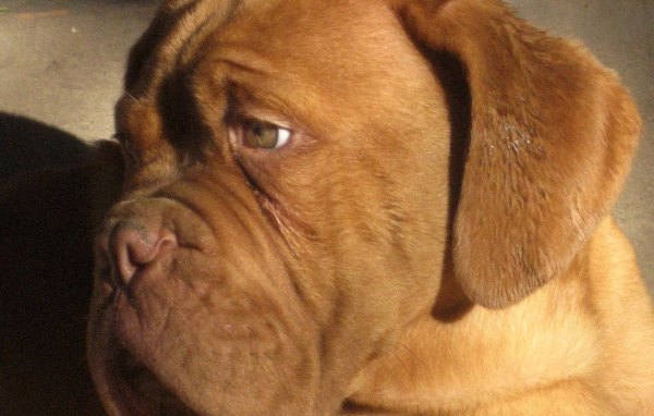 Бордоский дог скучает
