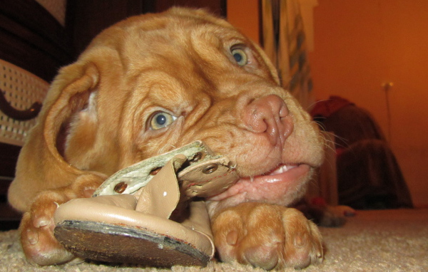 Dogue de Bordeaux ripping up the slipper