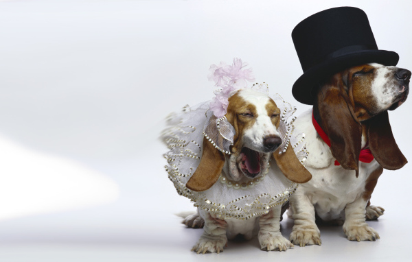 Нарядные бассет-хаунды на белом фоне