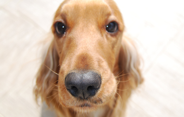 Английский кокер-спаниель крупным планом