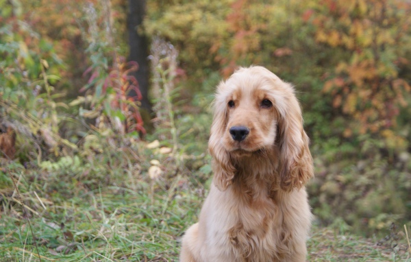 Английский кокер-спаниель в лесу