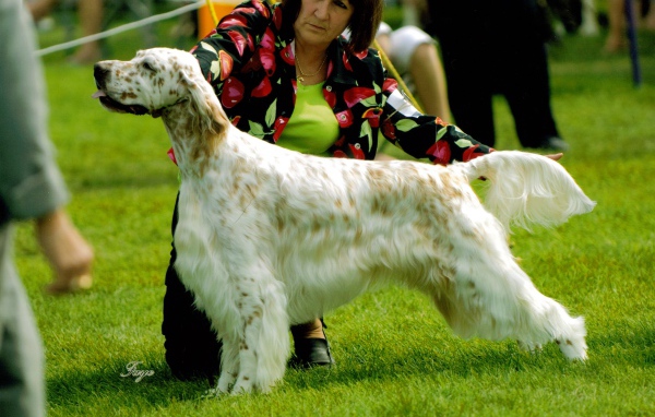 Английский сеттер на собачьей выставке