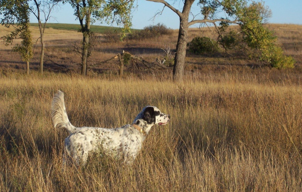 Английский сеттер в высохшей траве