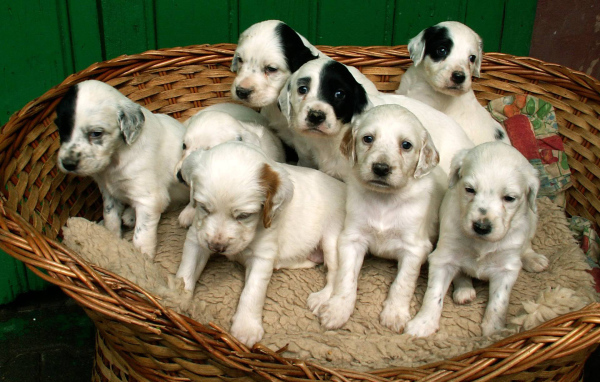 Щенки английского сеттера в корзине