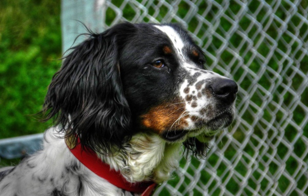 Английский сеттер кого-то увидел