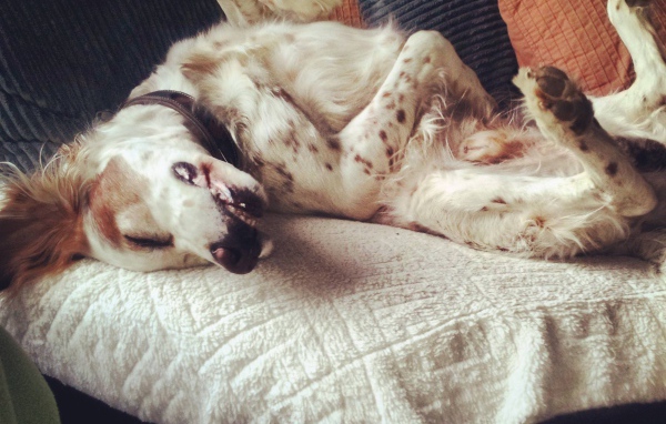 Английский сеттер развалился на диване